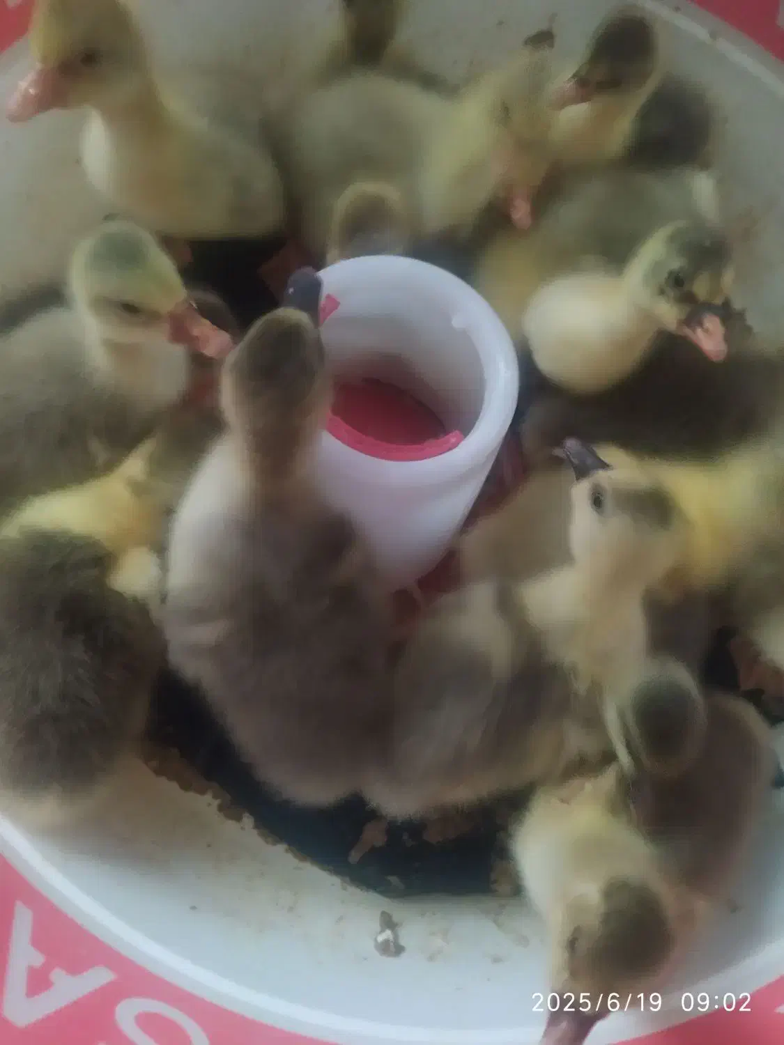 جوجه غاز محلی|حیوانات مزرعه|آمل, |دیوار