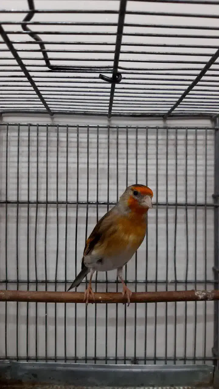 سهره قناری ماده سرخ ، جوان و زیبا|پرنده|تهران, نازیآباد|دیوار