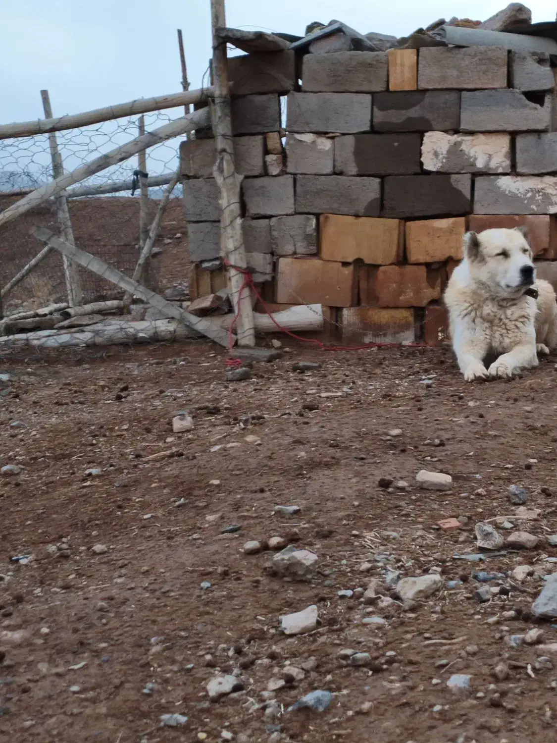 سگ گله ای فروشی|سگ|کوهبنان, |دیوار