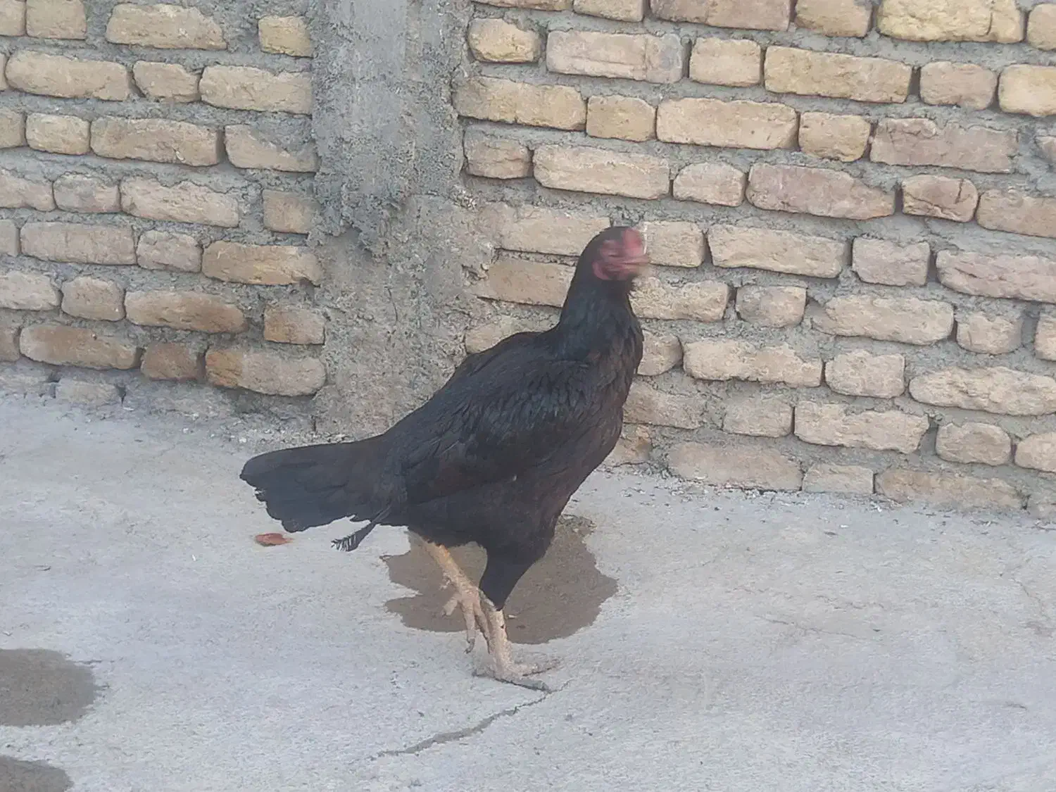 مرغ لاری|حیوانات مزرعه|سنقر, |دیوار