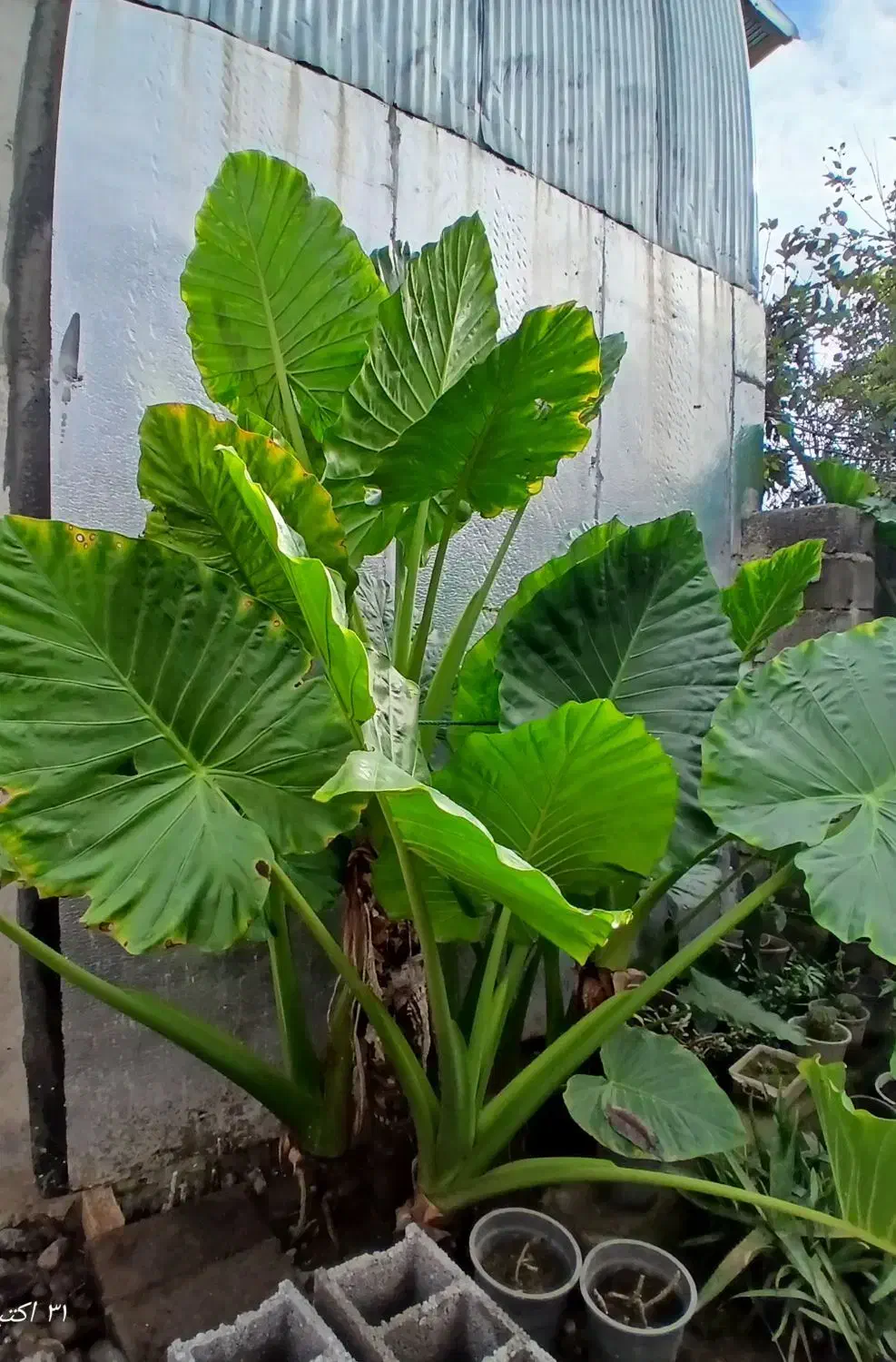 فروش گل بابا آدم|گل و گیاه طبیعی|سنگر, |دیوار