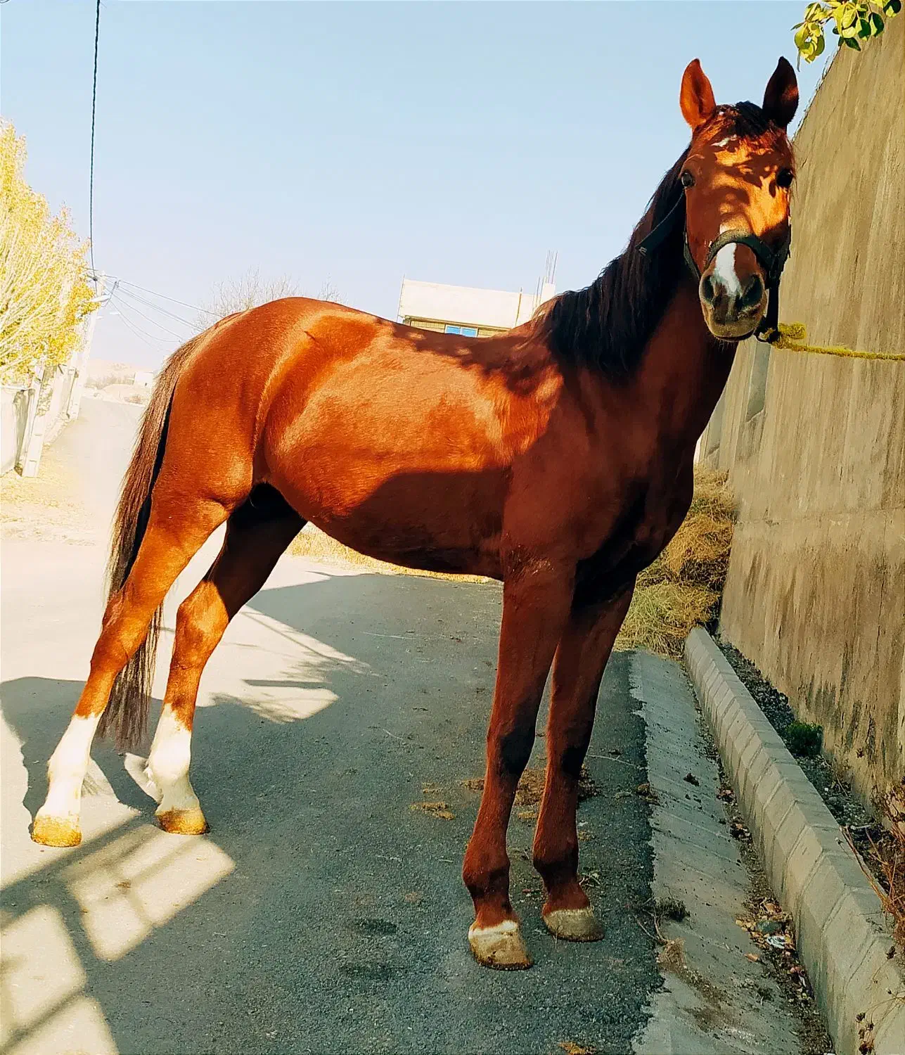 اسب زیبا|اسب و تجهیزات اسبسواری|هشترود, |دیوار