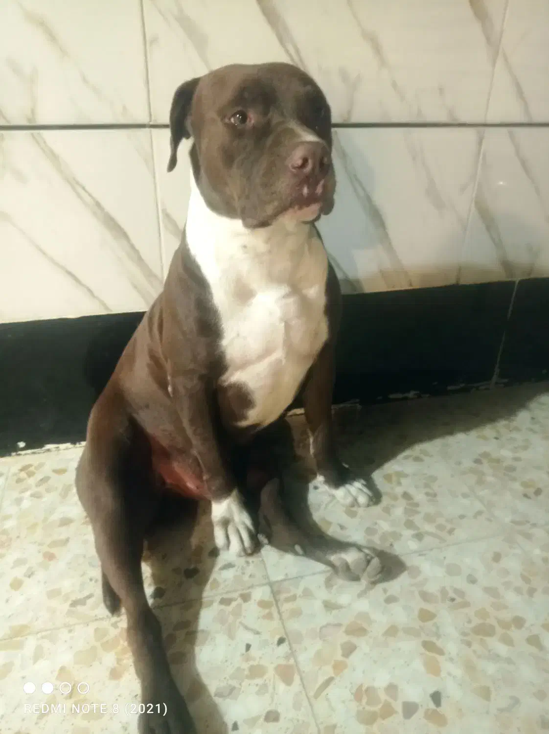 سگ پیت بول|سگ|کارون, |دیوار