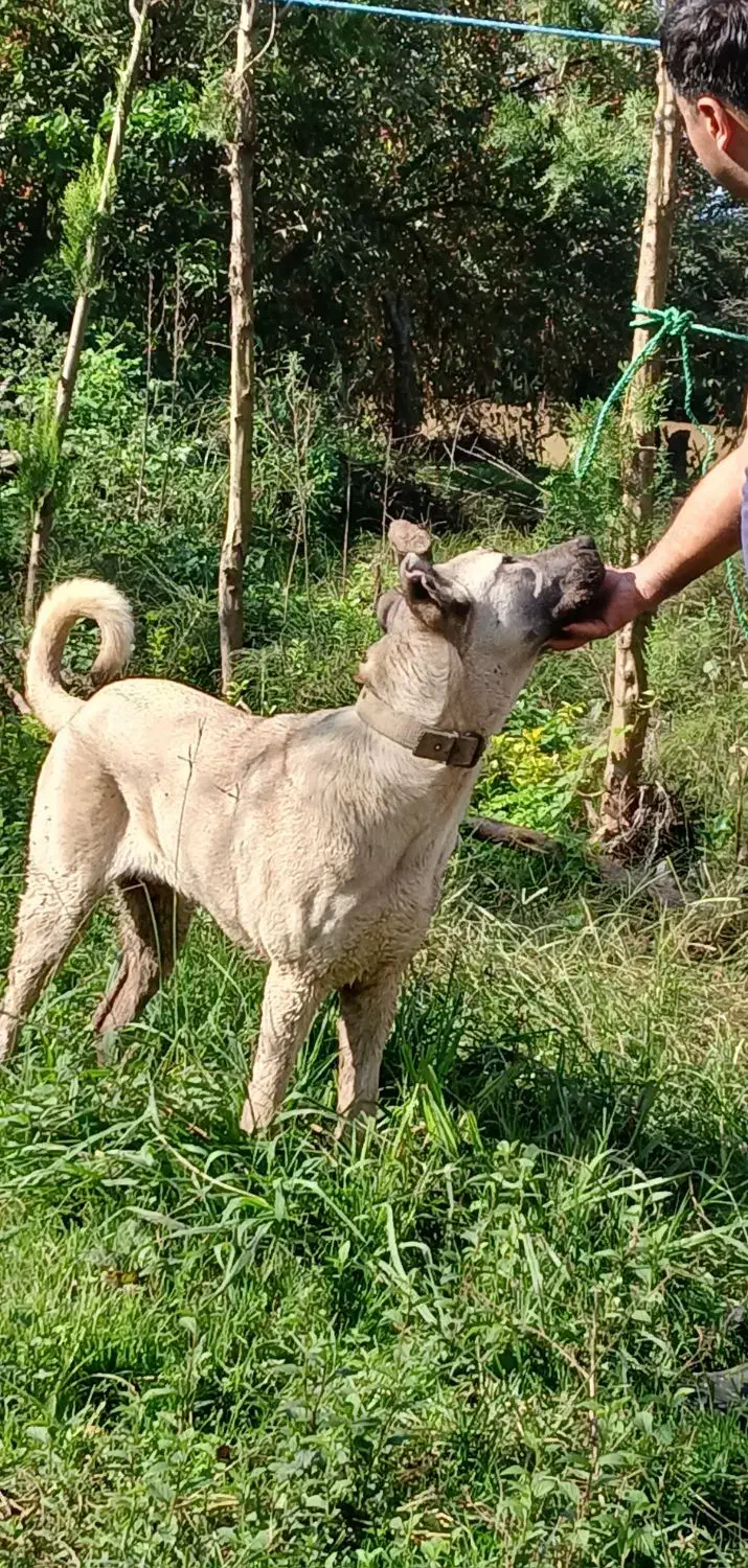 فروش سگ سرابی|سگ|املش, |دیوار