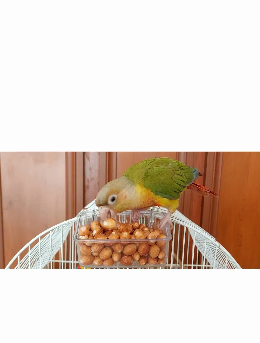 اجتماعی گمشده|حیوانات|تبریز, |دیوار