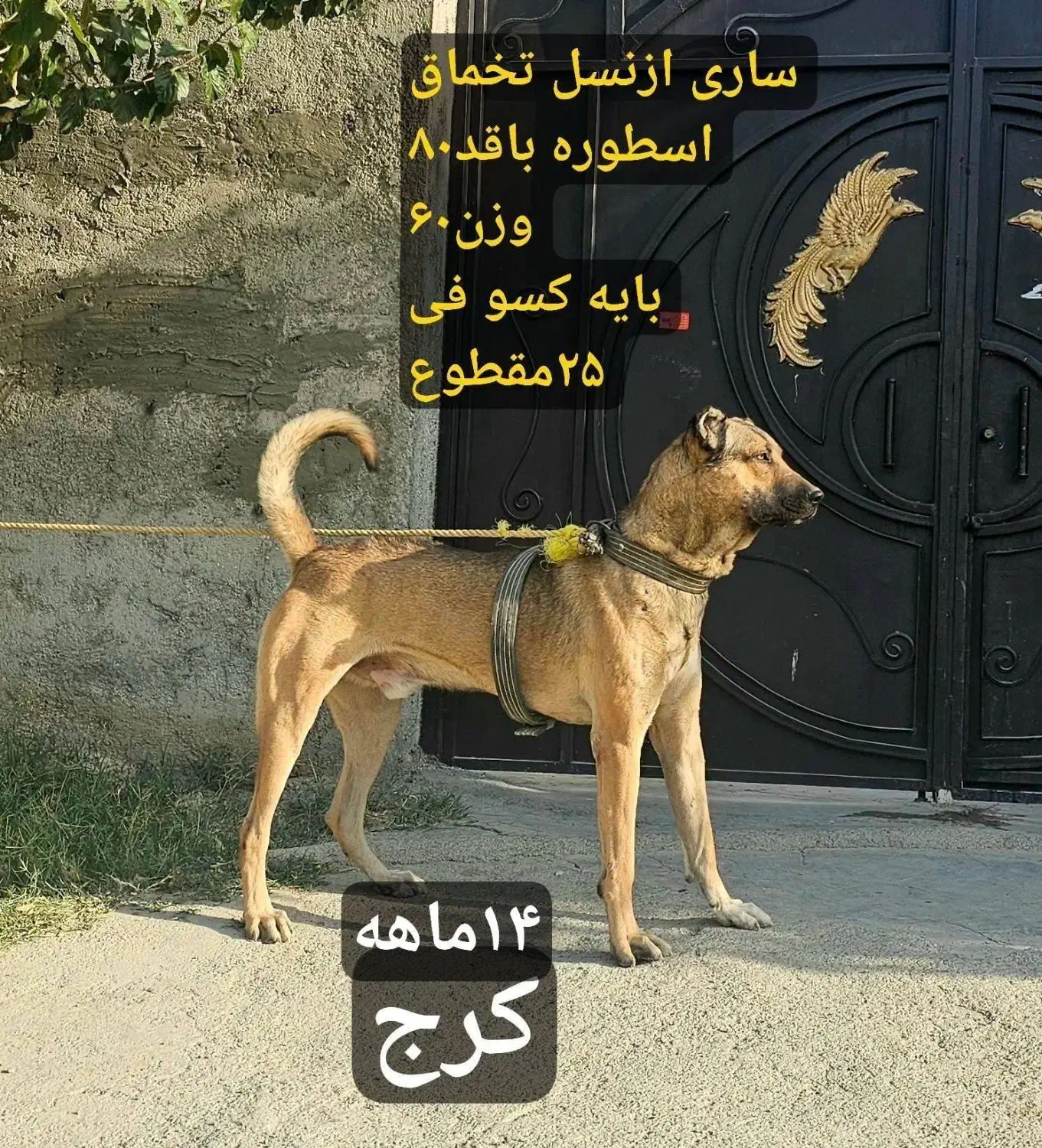 سگ سرابی ۱۴ماهه نر|سگ|ماهدشت, |دیوار