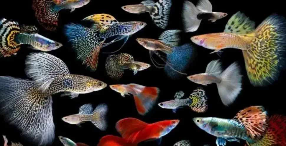 ماهی مولد گوپی خارجی|ماهی|قم, مهر آباد|دیوار