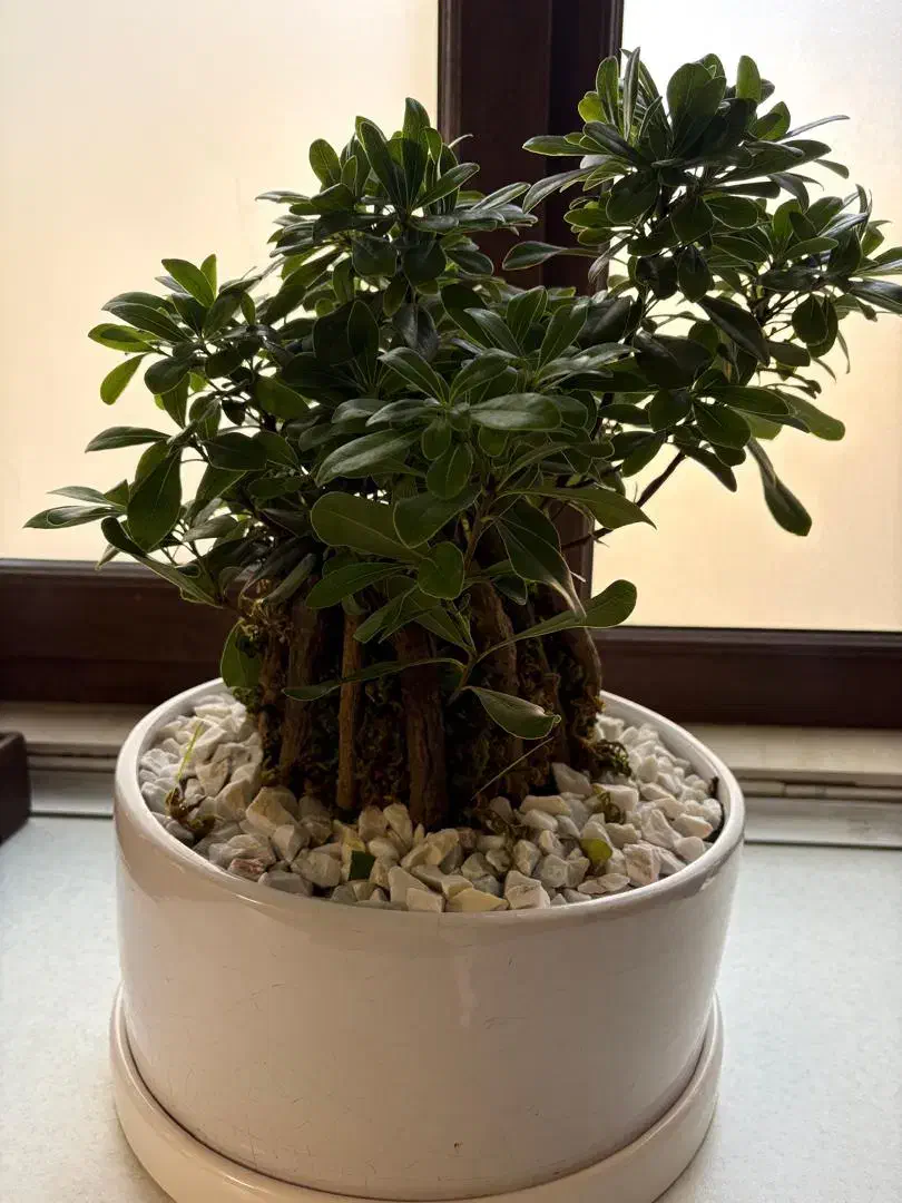 گل بن سای طبیعی|گل و گیاه طبیعی|تهران, مرزداران|دیوار