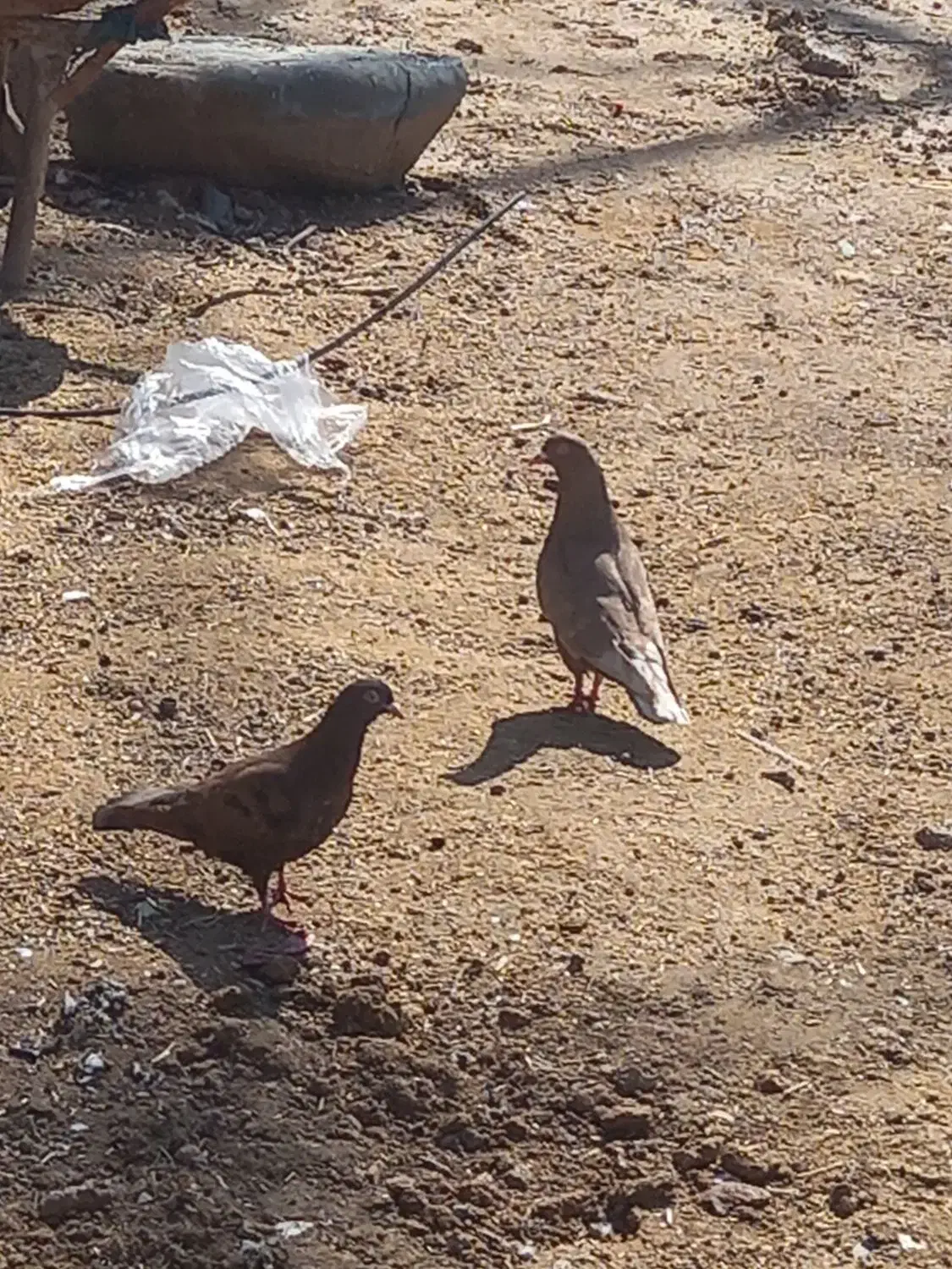 کفتر سوسنی|پرنده|امیدیه, |دیوار