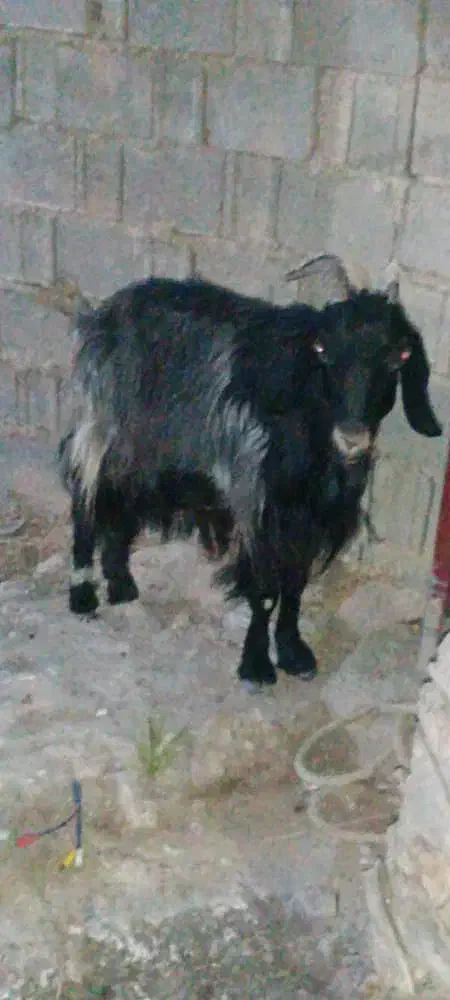 بز سال خورده|حیوانات مزرعه|وحدتیه, |دیوار