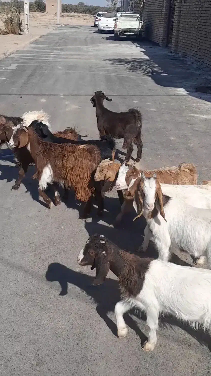 نه راس بزغاله ماده دانه 3/900 ،|حیوانات مزرعه|بردسکن, |دیوار