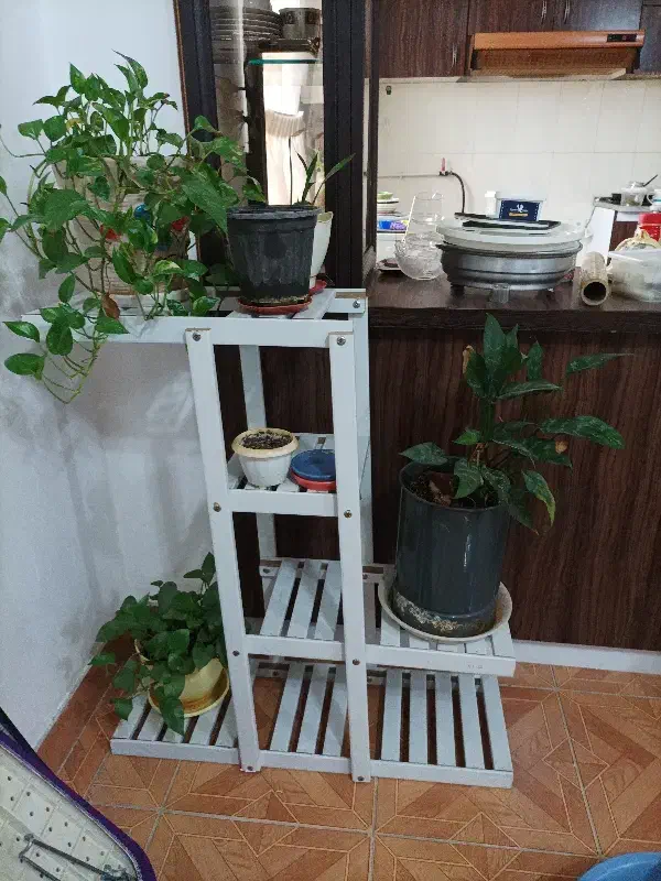 جا گلدانی|کتابخانه، شلف، قفسه‌های دیواری|صومعه‌سرا, |دیوار