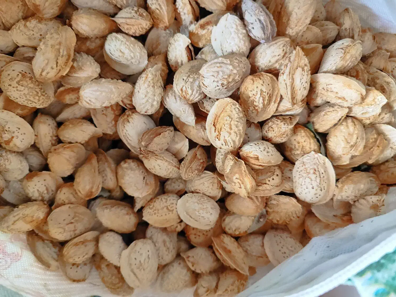 فندوق و بادام|خوردنی و آشامیدنی|ساری, |دیوار