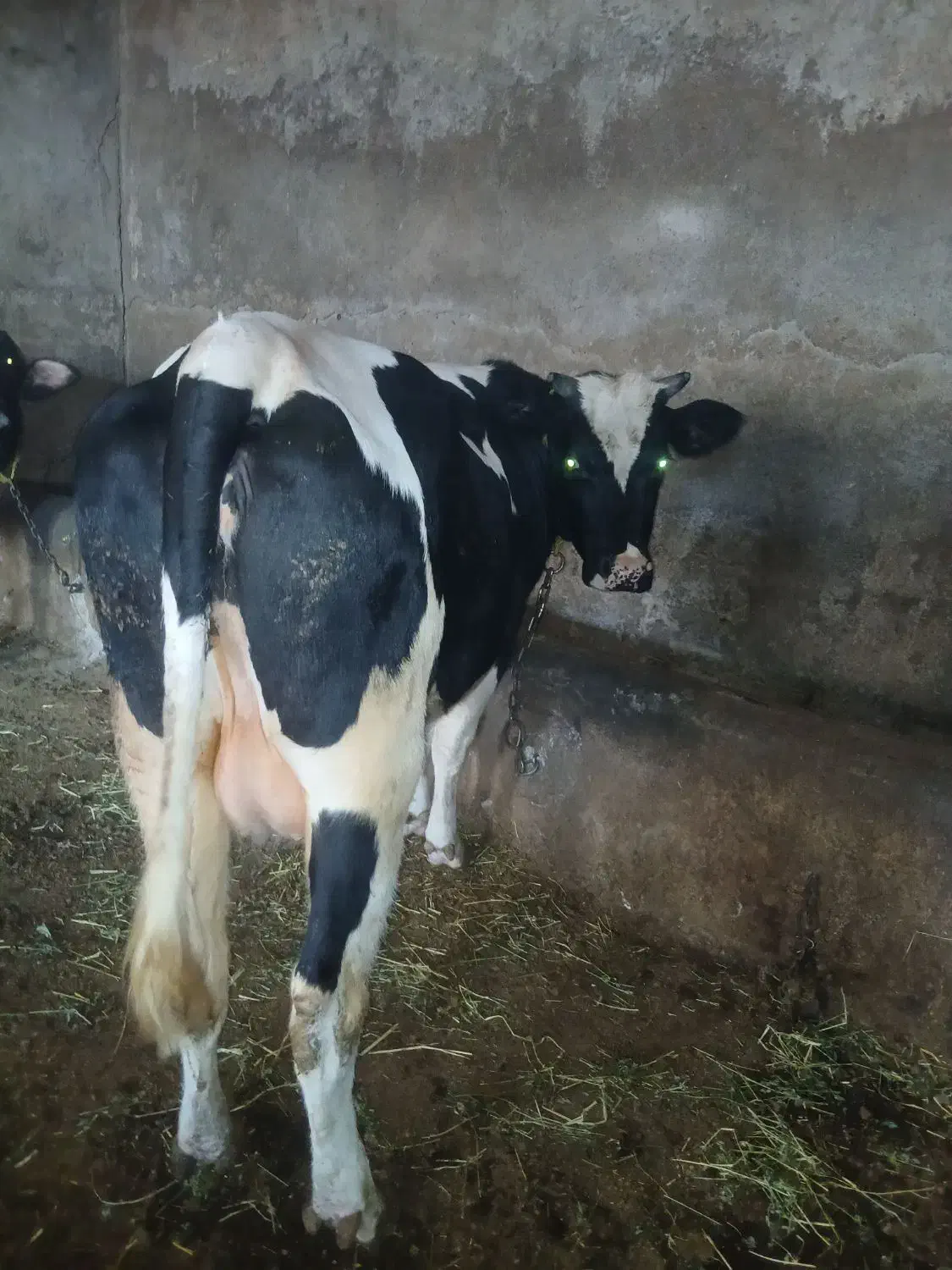 گاو شیری با گوساله سیمنتال قرمز|حیوانات مزرعه|سراب, |دیوار