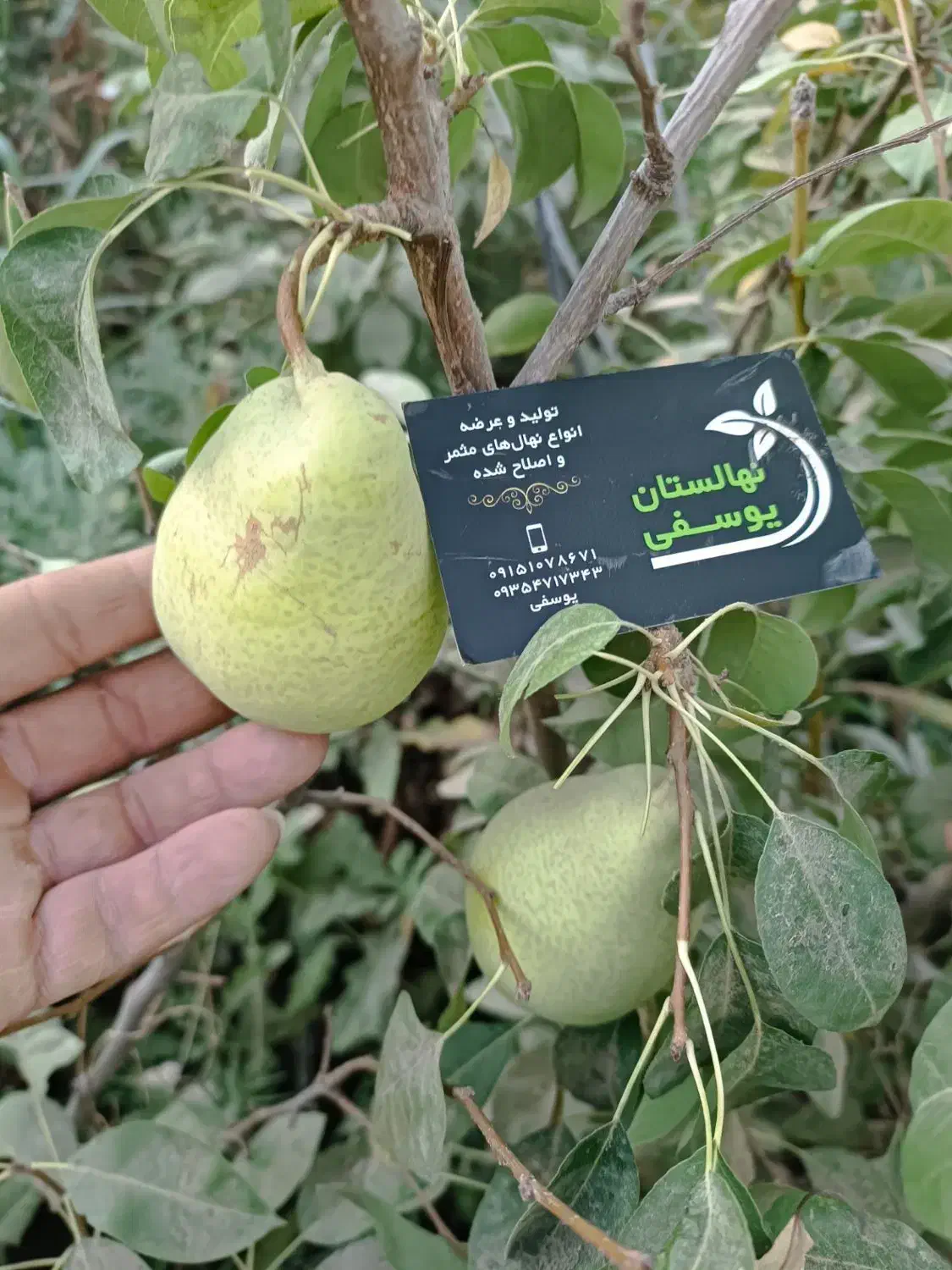 انواع نهال و درخت میوه در نهالستان خرم ، گلخانه|خدمات باغبانی و درختکاری|مشهد, سیس‌آباد|دیوار