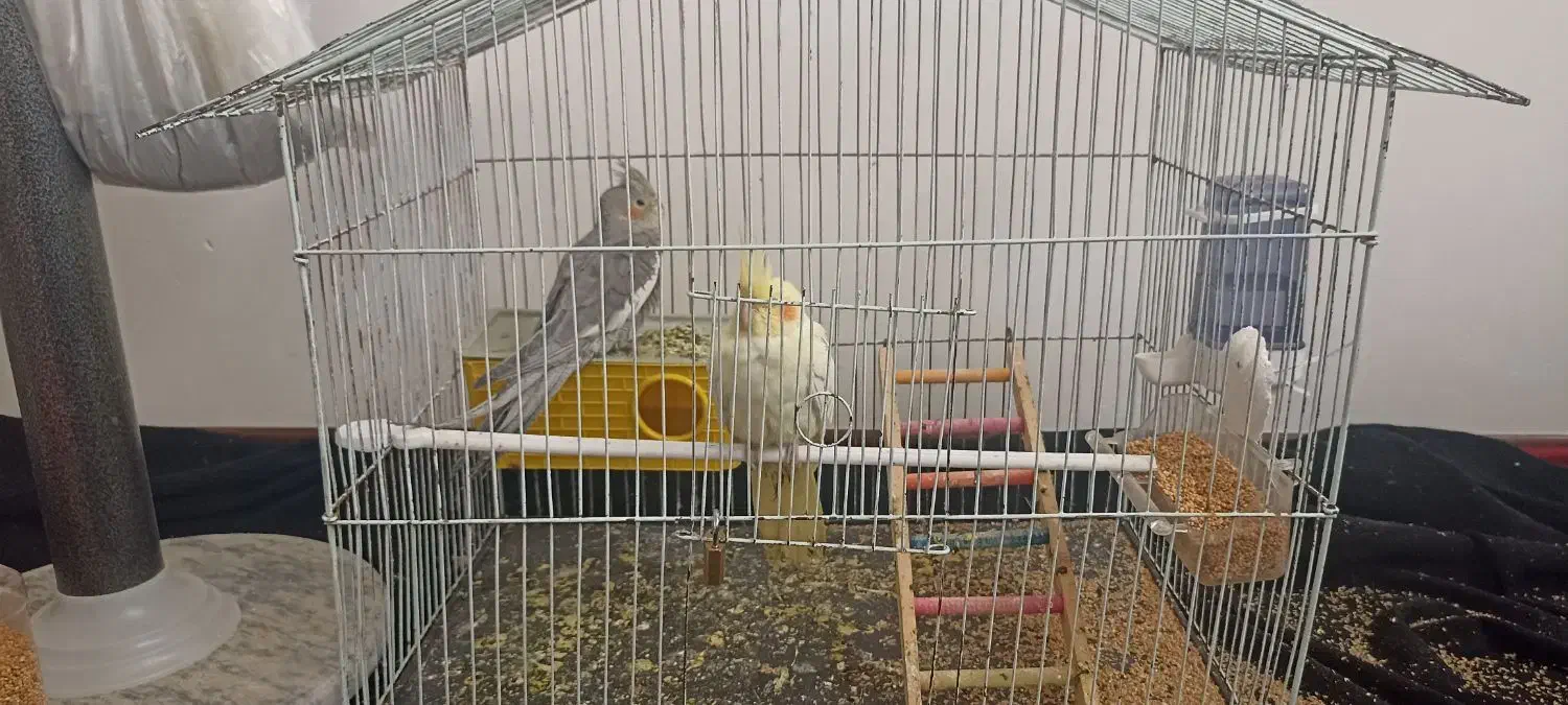 یک جفت عروس هلندی|پرنده|مرودشت, بهارستان|دیوار