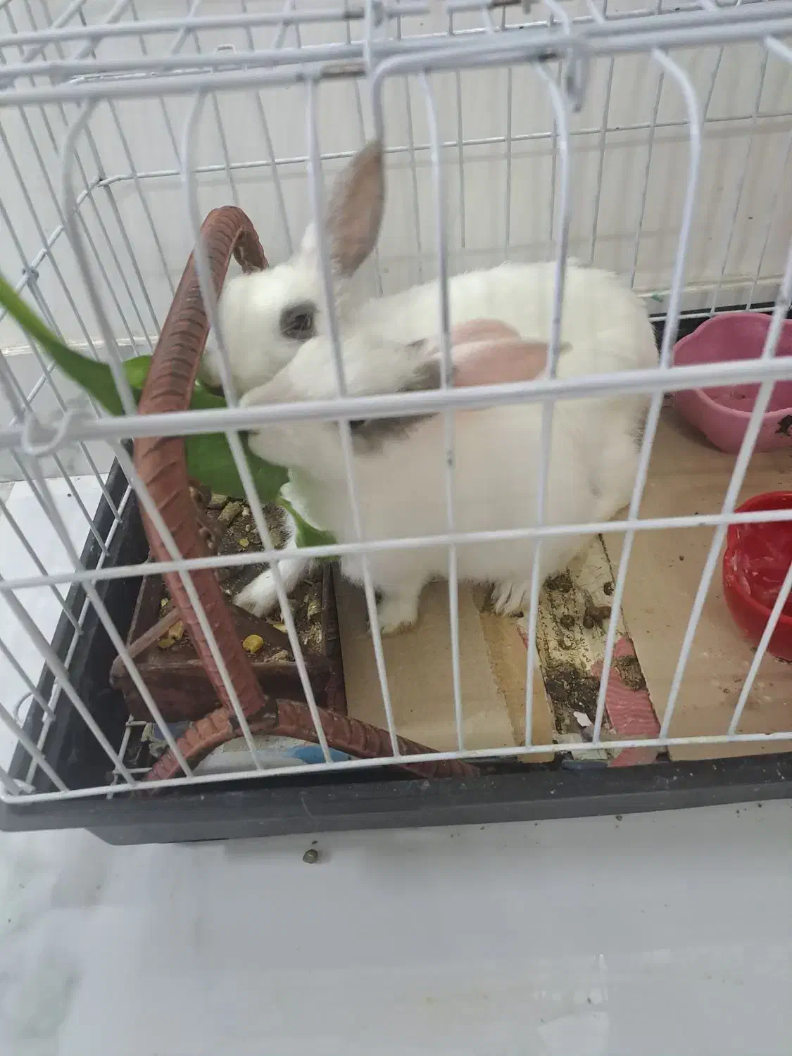 ۲تا خرگوش|موش و خرگوش|ایلام, |دیوار