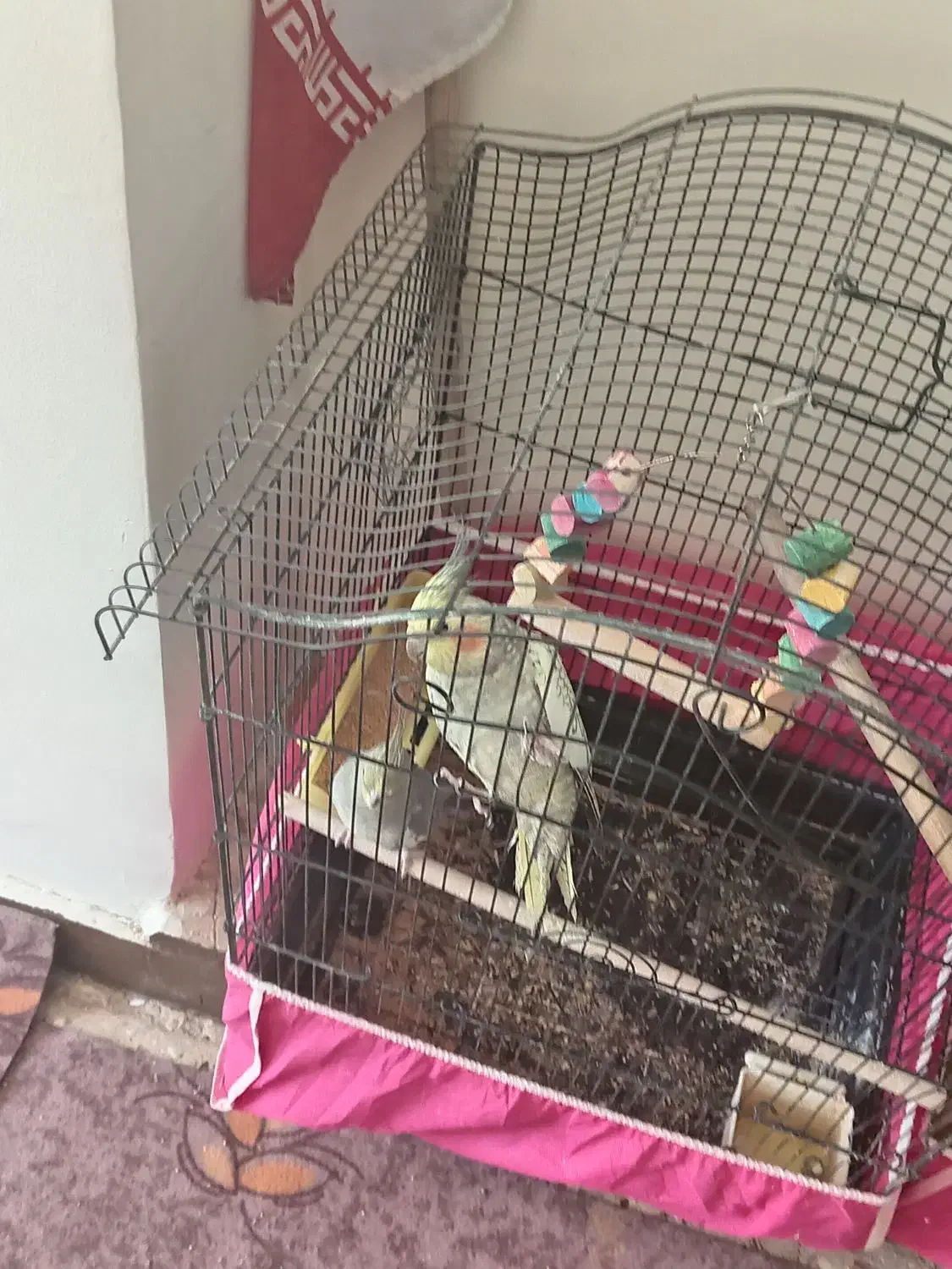 عروس هلندی|پرنده|ابریشم, |دیوار