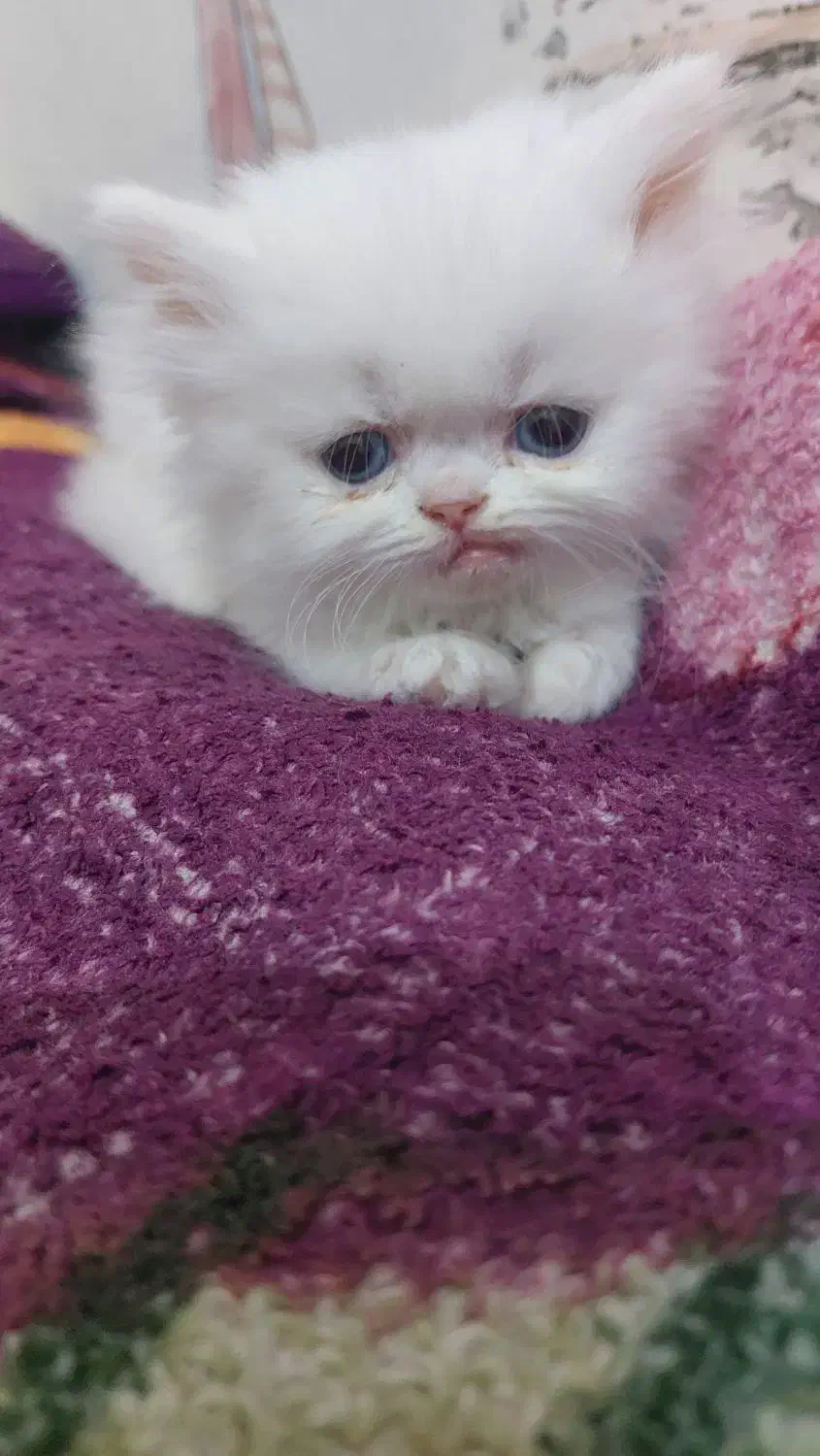 گربه پرشین سفید|گربه|رشت, استادسرا|دیوار