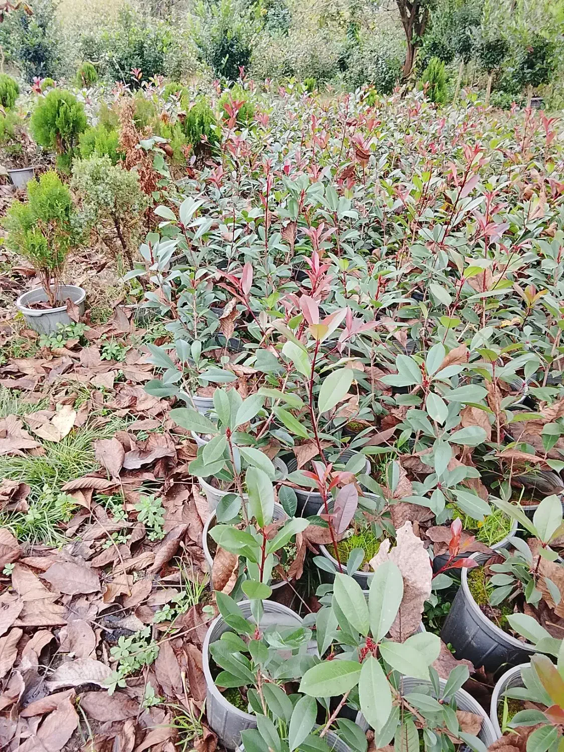 فوتونیا|گل و گیاه طبیعی|املش, |دیوار