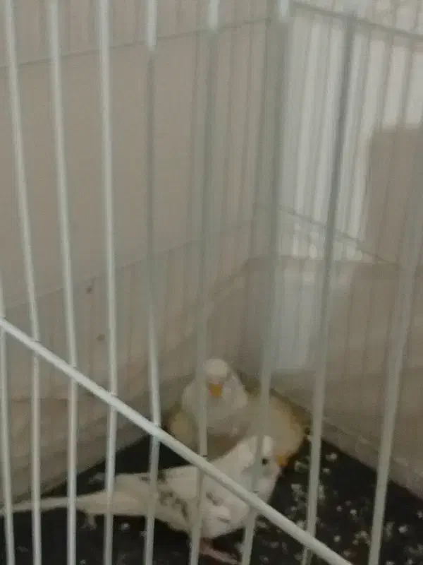 مرغ عشق|پرنده|تربت جام, حافظ|دیوار