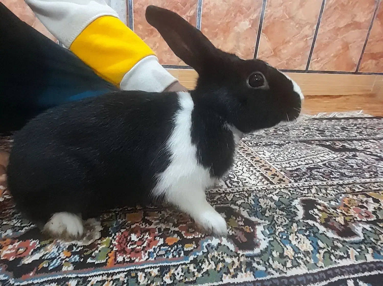 خرگوش نر|موش و خرگوش|علی‌آباد کتول, |دیوار