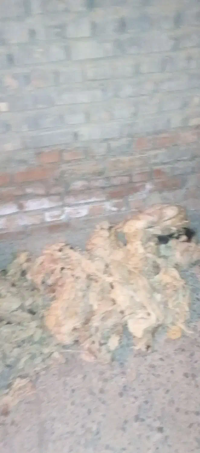 پشم گوسفندی|رختخواب، بالش، پتو|سلماس, |دیوار