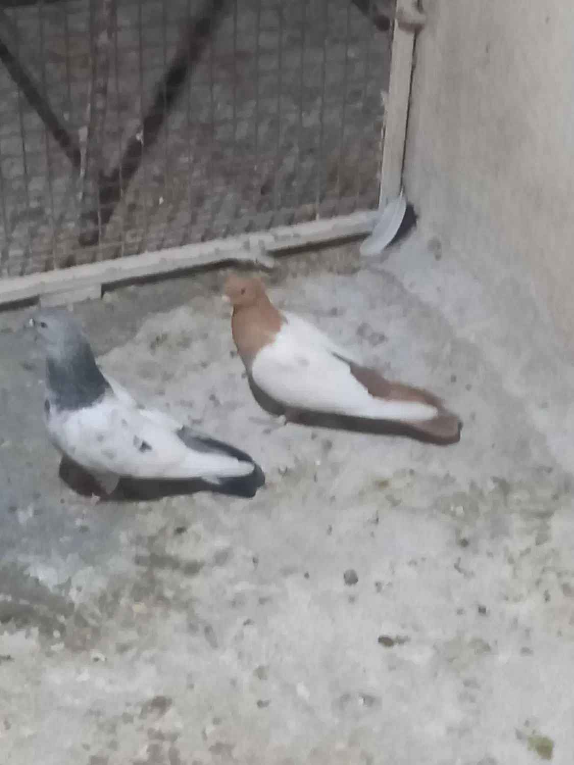 سینه سبز وسینه زرد|پرنده|شیراز, کوشک میدان|دیوار