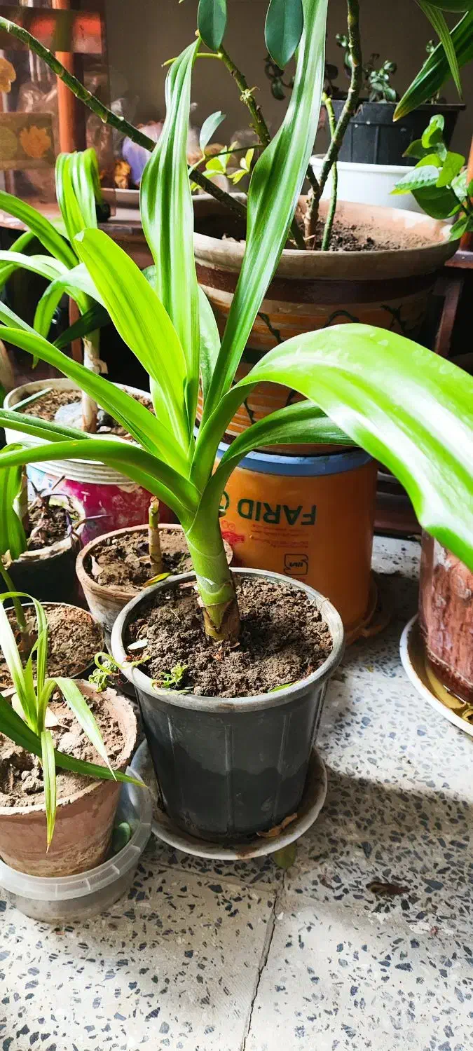 گل اشک ملکه یا سوسن عنکبوتی|گل و گیاه طبیعی|زیباشهر, |دیوار