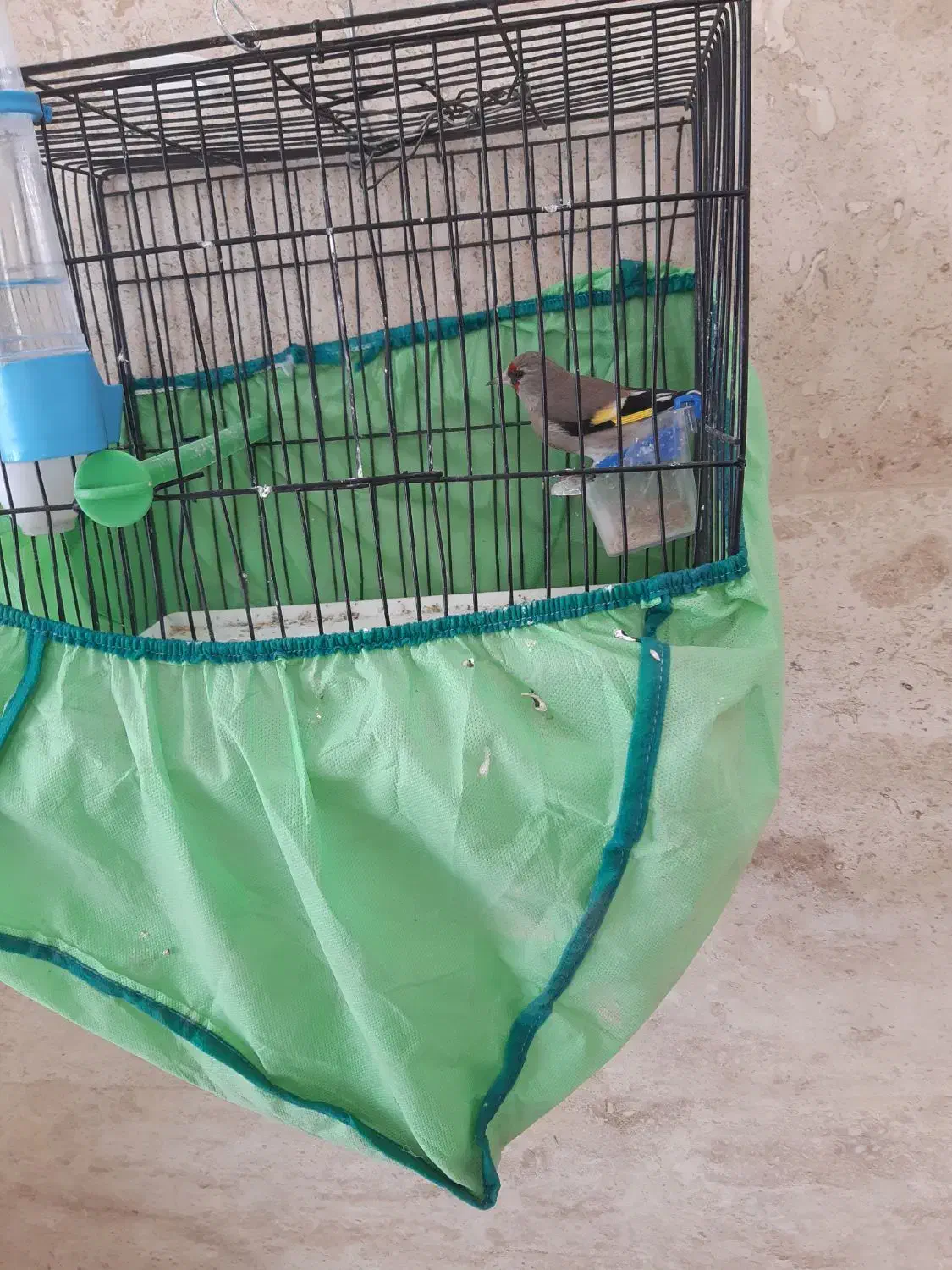 سهره کرمونی ماده|پرنده|خمینیشهر, |دیوار