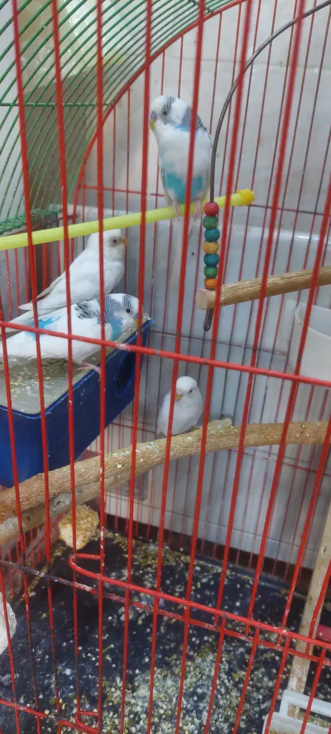 مرغ عشق|پرنده|مسجد سلیمان, |دیوار