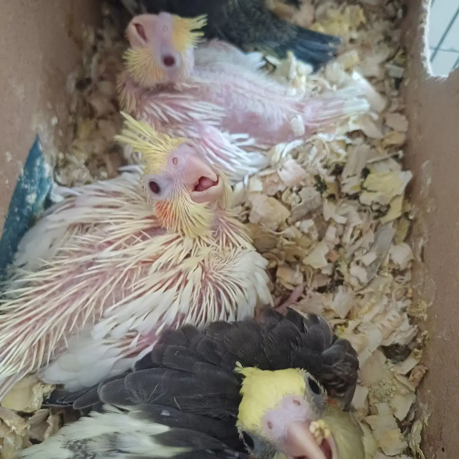 عروس هلندی|پرنده|ملایر, |دیوار