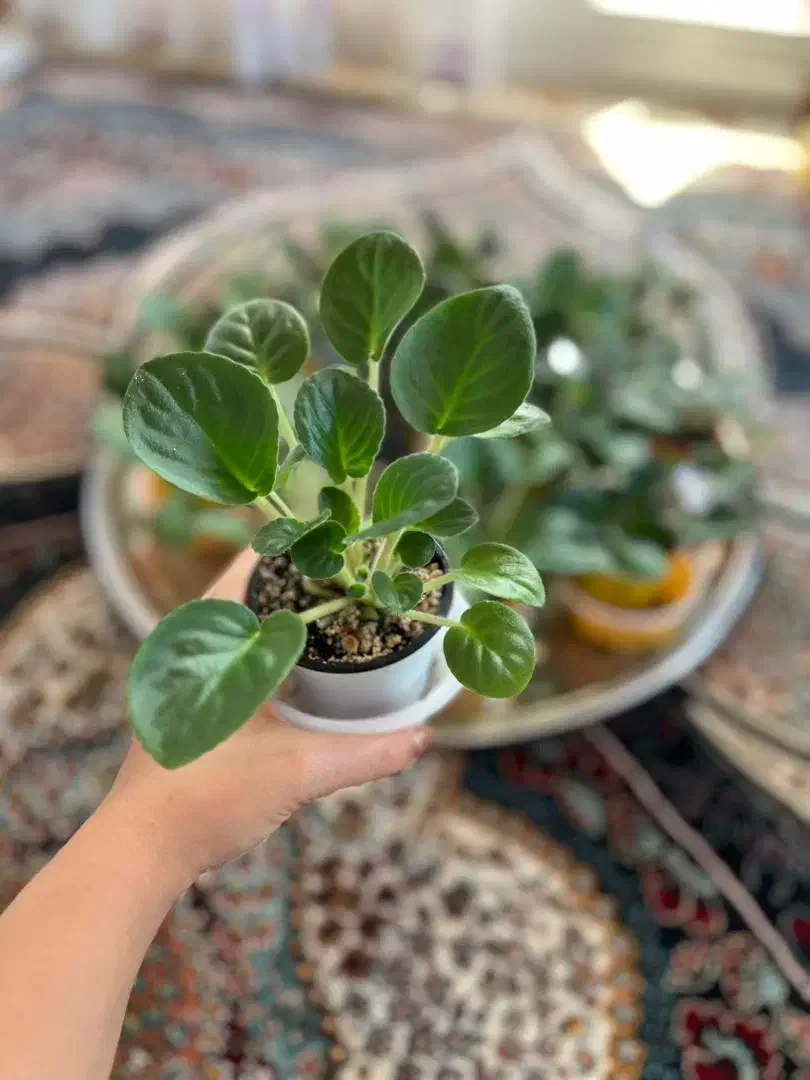 فروش انواع بنفشه آفریقایی|گل و گیاه طبیعی|رحیم‌آباد, |دیوار