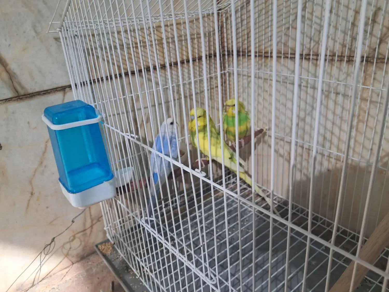 ۳عدد مرغ عشق ۱نر ۲ماد|پرنده|سیرجان, |دیوار