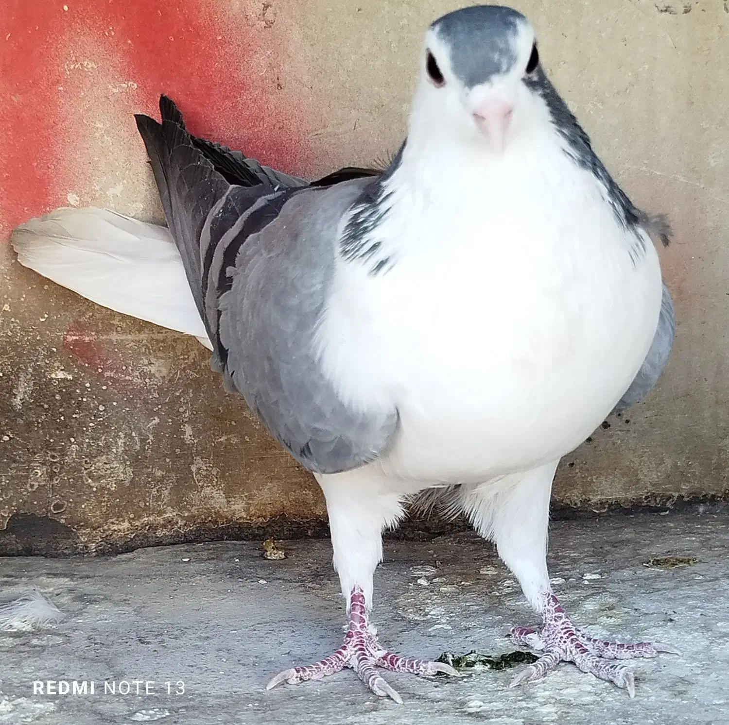 ی بوم واز بومی نروماده بدرنگ|پرنده|اصفهان, شهرستان|دیوار