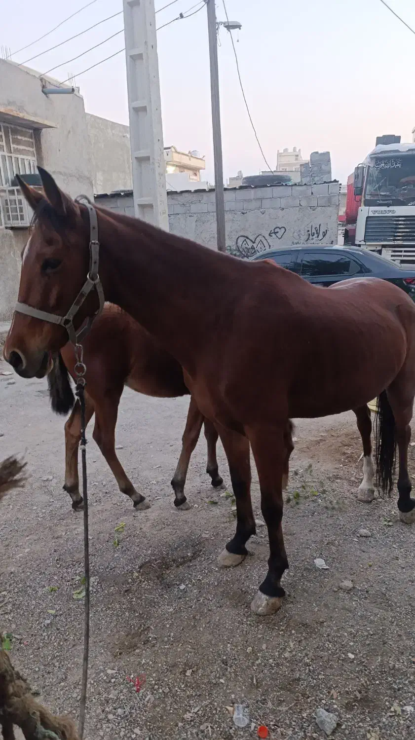 مادیون کره|اسب و تجهیزات اسب‌سواری|بندرعباس, |دیوار