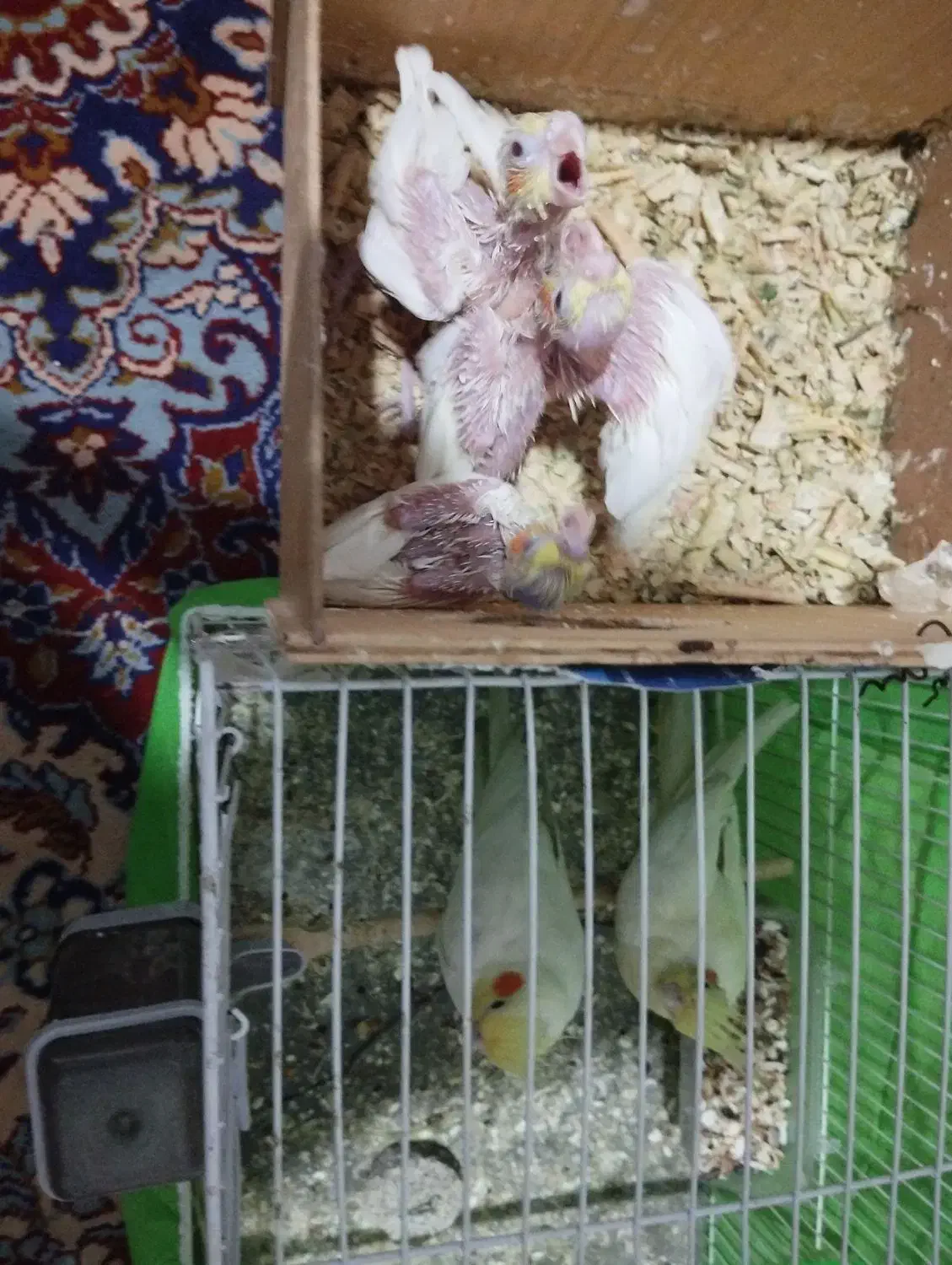 یک جفت عروس هلندی با جوجه لتینو|پرنده|مشهد, کوی المهدی|دیوار