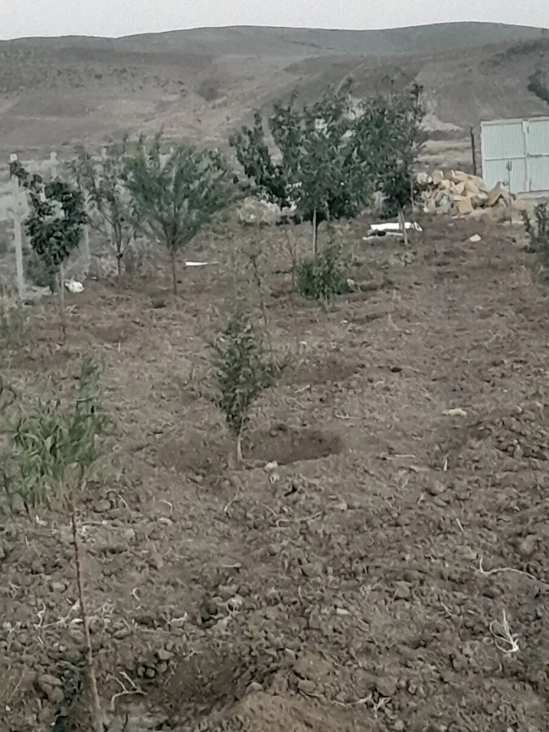 باغ ۱۰۰۰متری|فروش دفتر صنعتی، کشاورزی، تجاری|جوکار, |دیوار