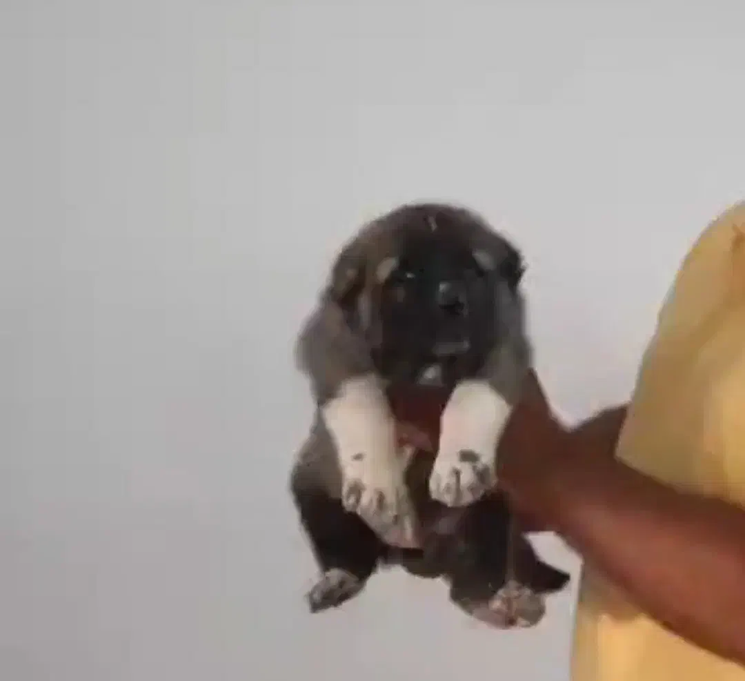 افغان نسل باتور|سگ|بردسیر, |دیوار