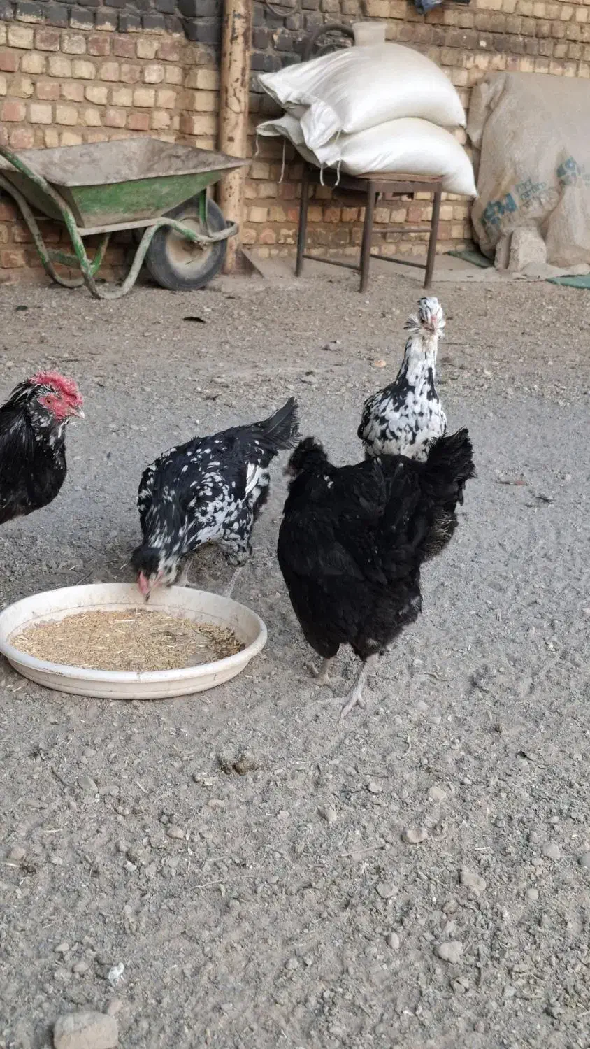 مرغ وخروس گلین|حیوانات مزرعه|اصفهان, کشاورزی|دیوار