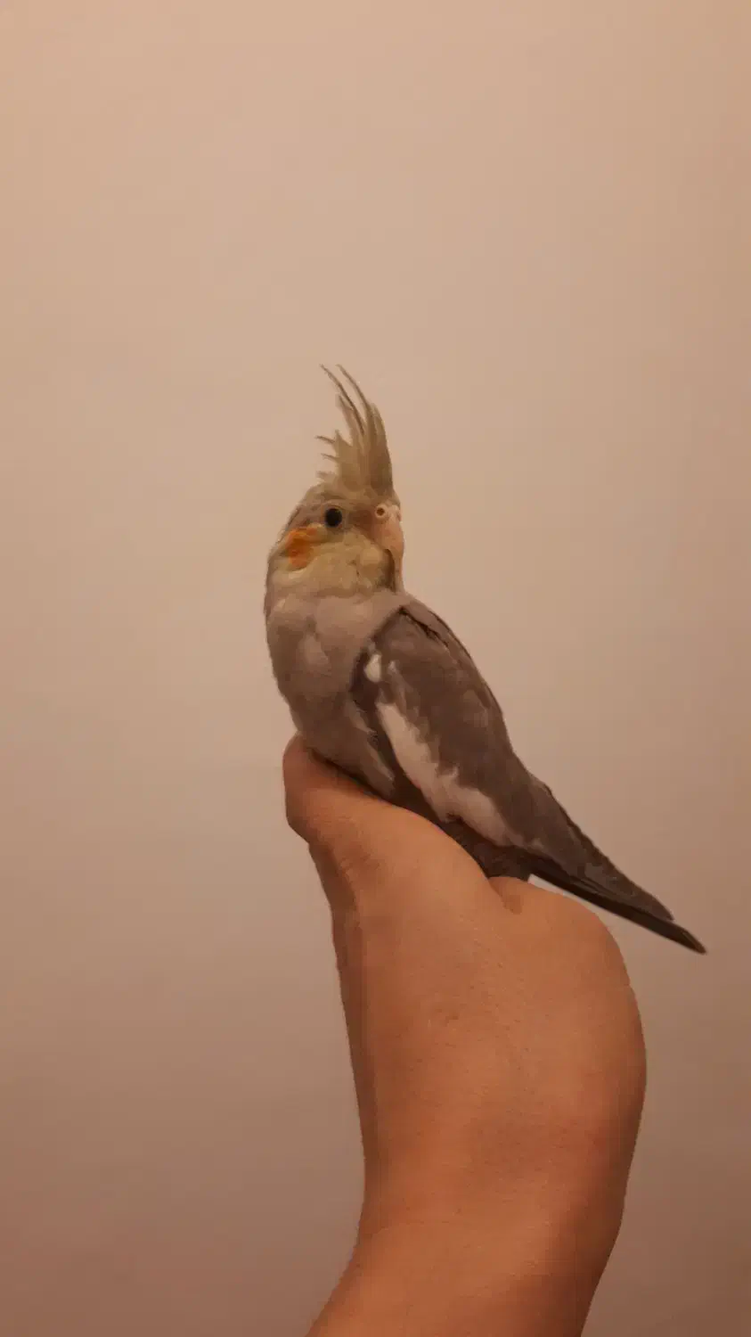 فروش عروس هلندی|پرنده|بومهن, |دیوار