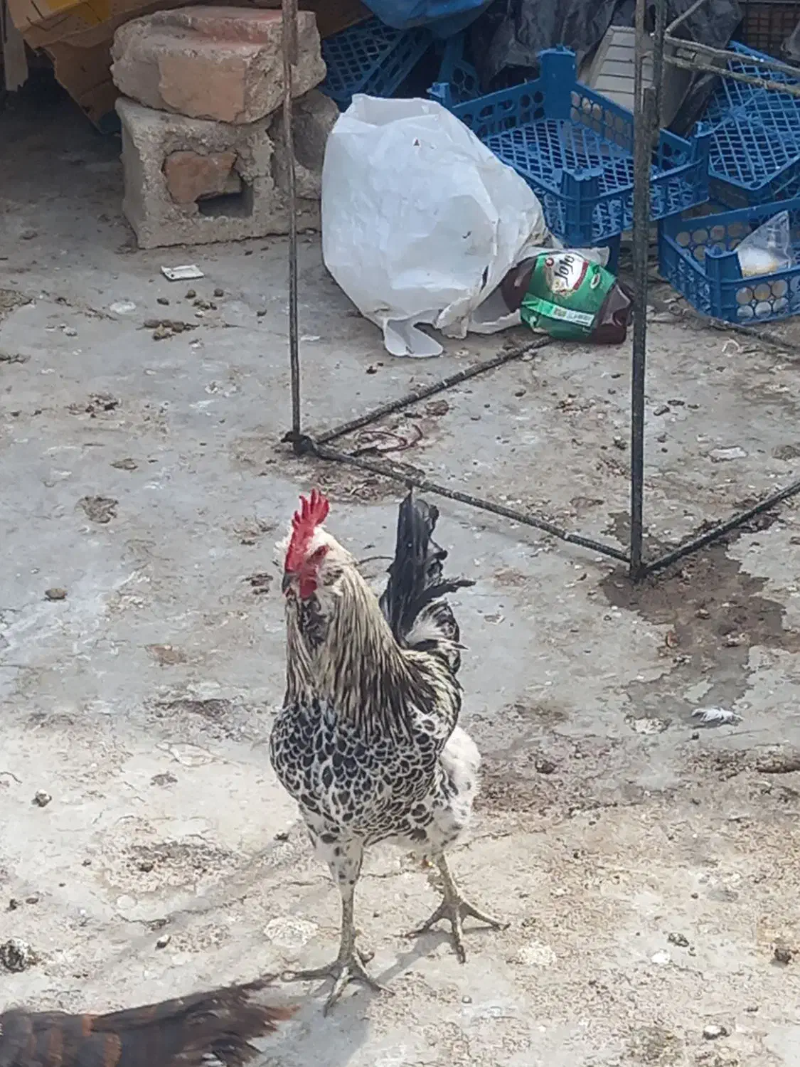 خوروس برهما و گلین|حیوانات مزرعه|شیراز, صنایع الکترونیک|دیوار