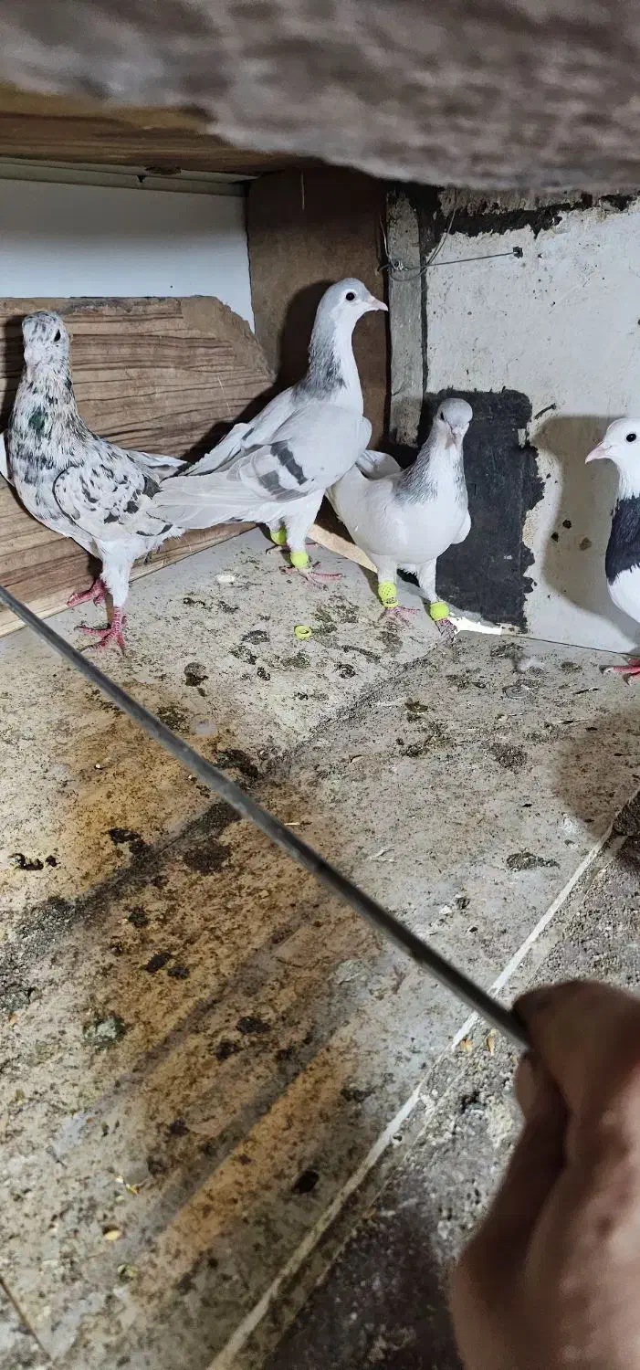 کبود تر رنگی|پرنده|تاکستان, |دیوار