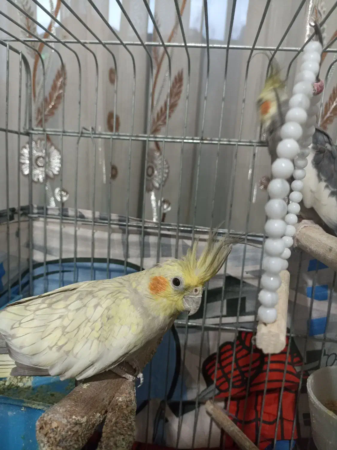 عروس هلندی ماده|پرنده|شیراز, تندگویان|دیوار