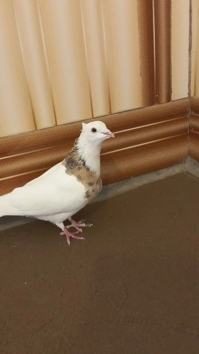 فروشی طوقی|پرنده|فیروزآباد (فارس), |دیوار