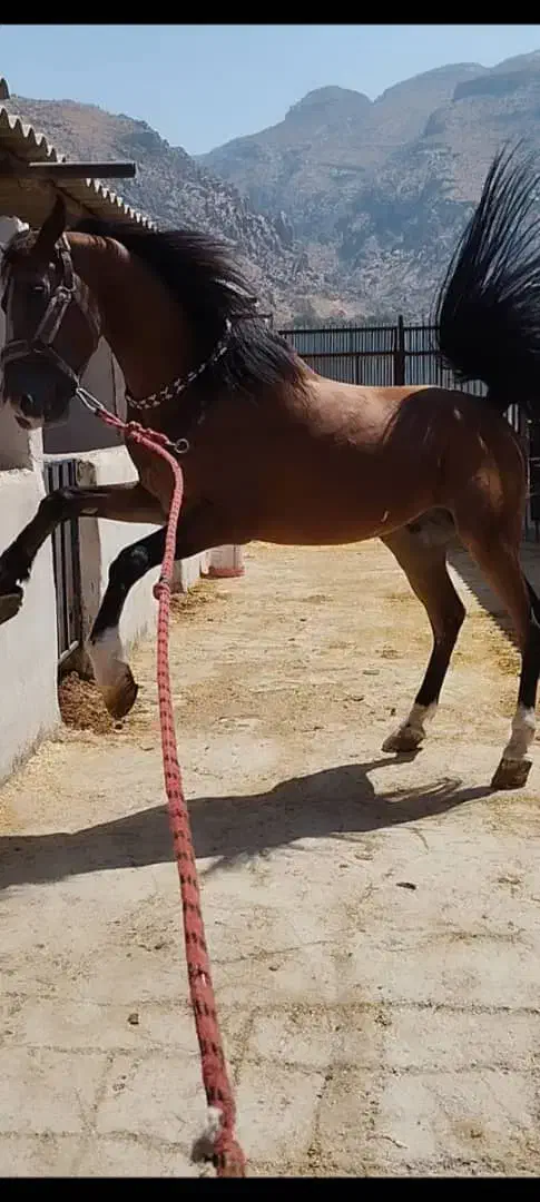 اسب|اسب و تجهیزات اسب‌سواری|شیراز, حسن آباد|دیوار