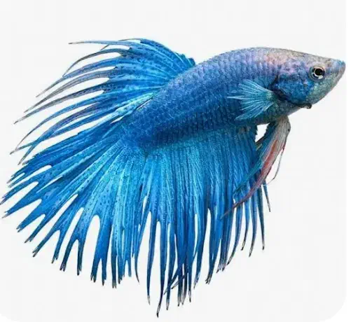 فایتر دم ریش|ماهی|شیراز, فضلآباد|دیوار