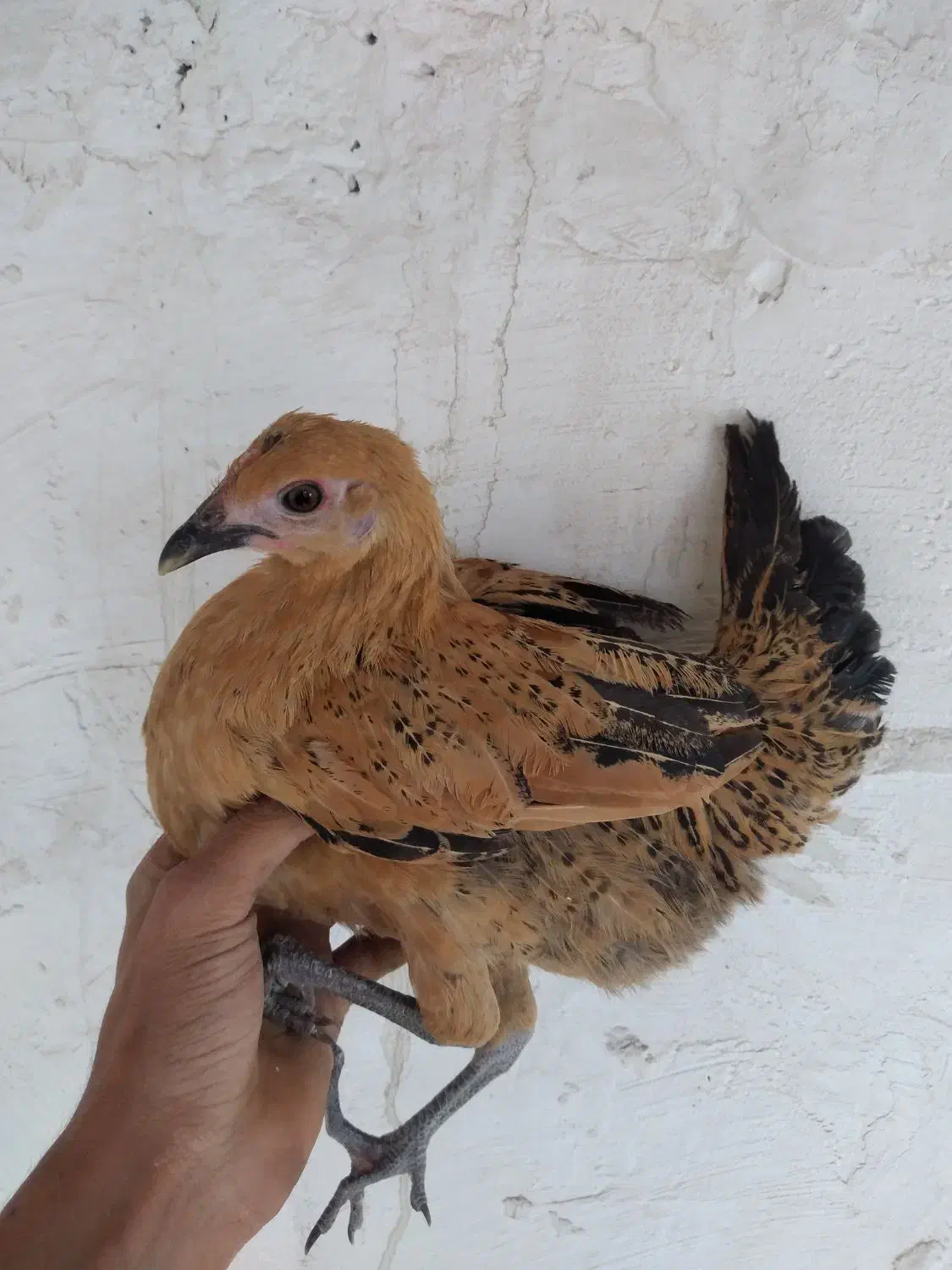 جوجه ۳ ماهه گلین عشایری نژاد گلپر بیضا|حیوانات مزرعه|شیراز, شهرک گلستان|دیوار