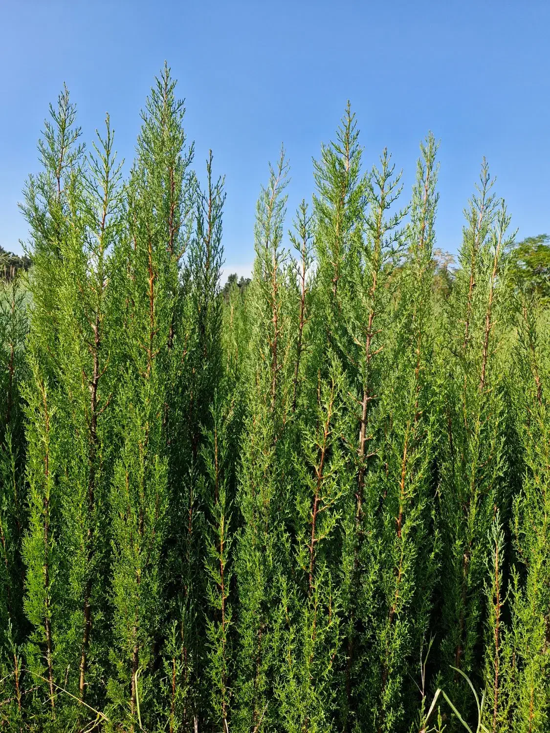 سرو شیراز در ساری|گل و گیاه طبیعی|ساری, |دیوار