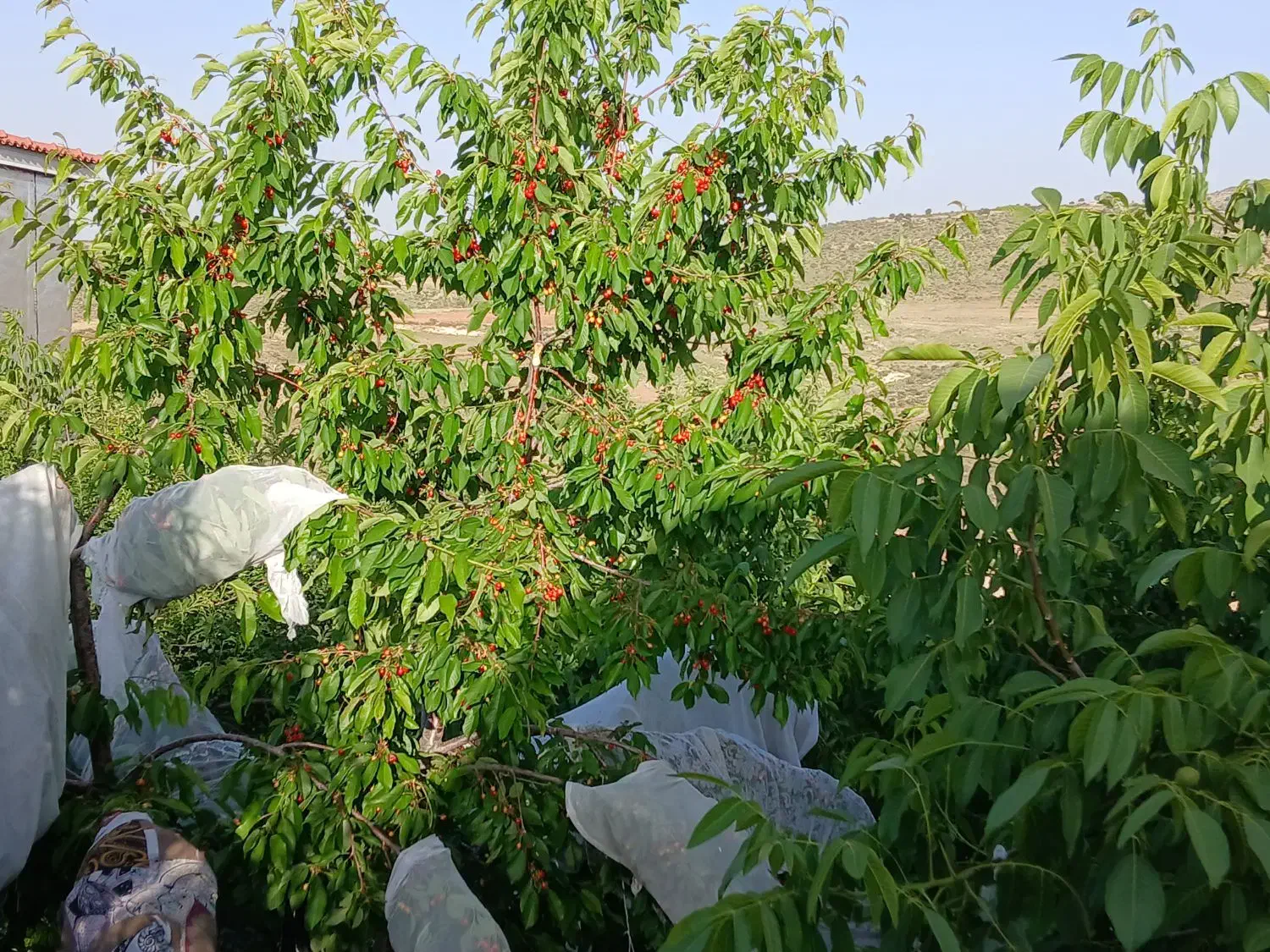 ویلا باغ کوهمره سرخی|فروش خانه و ویلا|شیراز, شهرک فرهنگیان|دیوار